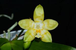 Phalaenopsis Gelblieber