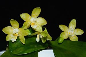 Phalaenopsis Gelblieber