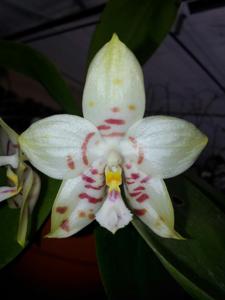 Phalaenopsis Gelblieber