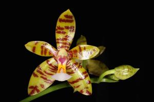 Phalaenopsis El Tigre