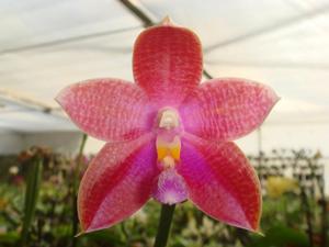 Phalaenopsis Corning's Violet