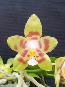 Phalaenopsis Angdi Kolopaking