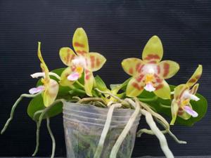 Phalaenopsis Angdi Kolopaking