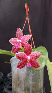 Phalaenopsis Ambomanniana