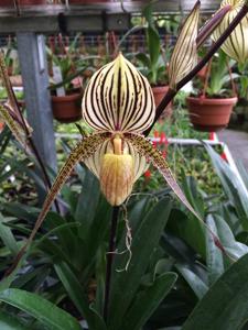 Paphiopedilum Saint Swithin