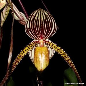 Paphiopedilum Saint Swithin