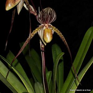 Paphiopedilum Saint Swithin