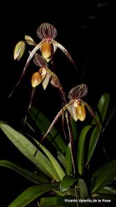 Paphiopedilum Saint Swithin