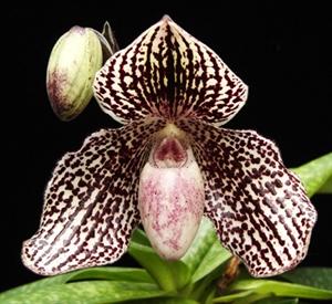 Paphiopedilum Rolfei