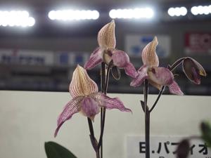 Paphiopedilum Pink Bandit