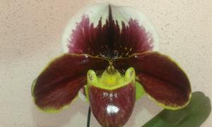 Paphiopedilum Milmoore