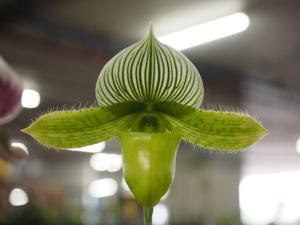 Paphiopedilum Makuli