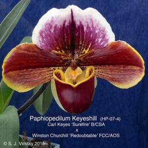 Paphiopedilum Keyeshill