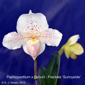 Paphiopedilum Freckles