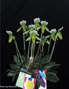 Paphiopedilum Emerald