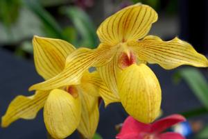 Paphiopedilum Dollgoldi