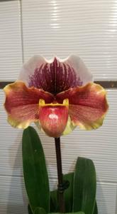 Paphiopedilum Wonder Ball