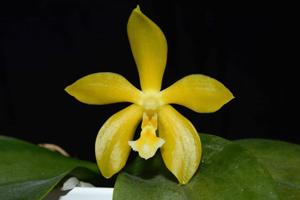 Phalaenopsis Mambo