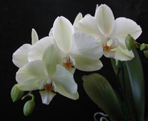 Phalaenopsis Misty Green