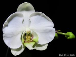 Phalaenopsis Mount Kaala