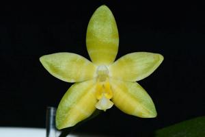 Phalaenopsis Princess Kaiulani