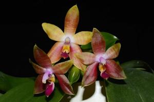 Phalaenopsis Princess Kaiulani