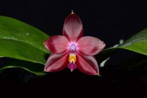 Phalaenopsis Princess Kaiulani