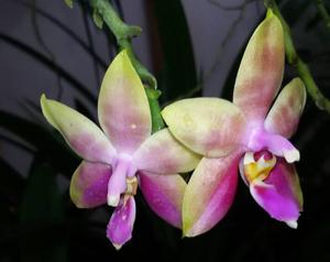 Phalaenopsis Princess Kaiulani