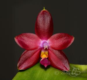 Phalaenopsis Princess Kaiulani