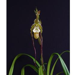 Phragmipedium Fireworks