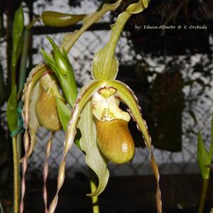 Phragmipedium Fireworks