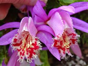 Pleione Versailles