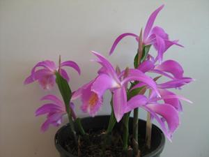 Pleione Tolima