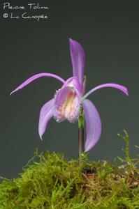 Pleione Tolima