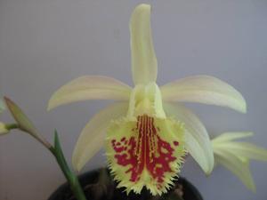 Pleione Shantung