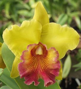 Rhyncholaeliocattleya Caesar's Head