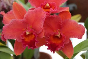 Rhyncholaeliocattleya Fortune Teller