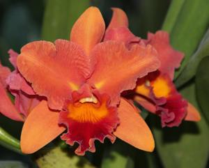 Rhyncholaeliocattleya Fortune Teller