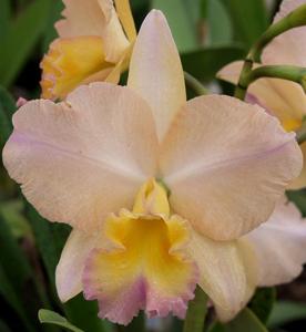 Rhyncholaeliocattleya William Farrell