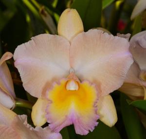 Rhyncholaeliocattleya William Farrell