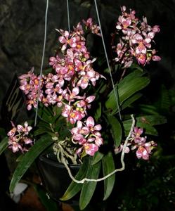 Sarcochilus Melody