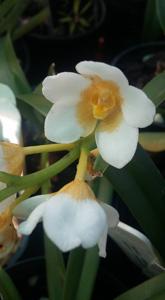 Sarcochilus Fitzhart