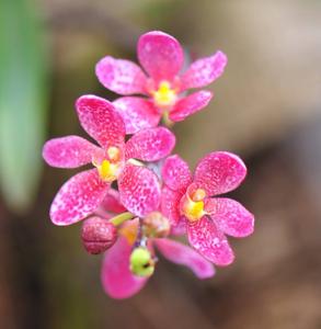 Sarcochilus Fitzhart