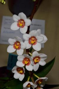 Sarcochilus Fitzhart