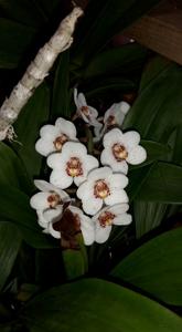 Sarcochilus George Colthup