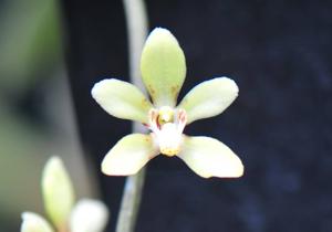 Sarcochilus Aussie Dawn