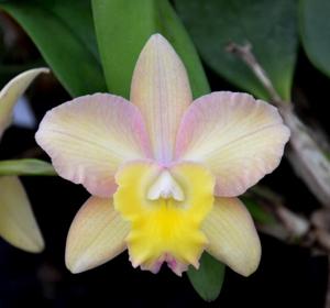 Cattleya Lana Coryell