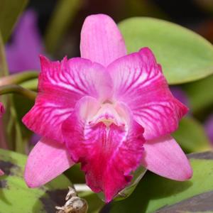 Cattleya Batemaniana