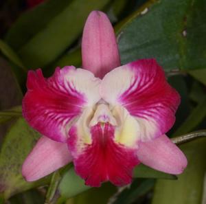 Cattleya Batemaniana