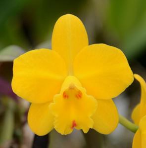 Cattleya Beaufort